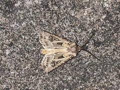 Agrotis vestigialis