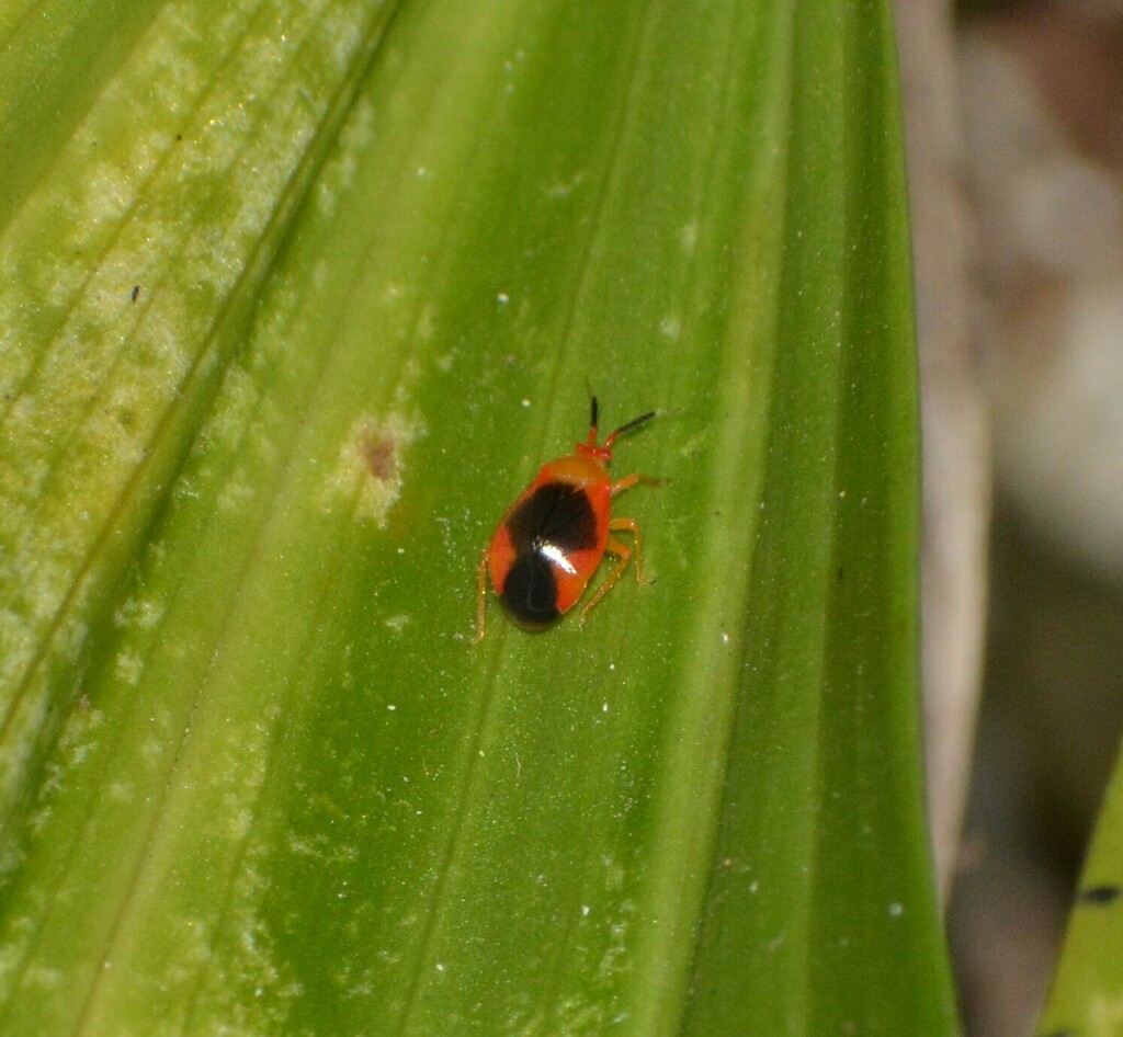 Tenthecoris nanus