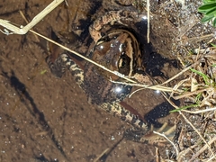 Rana cascadae