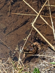 Rana cascadae