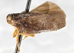 Paradascalia edax