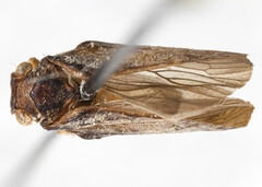 Paradascalia edax