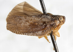 Paradascalia edax