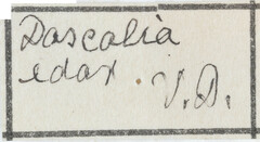 Paradascalia edax
