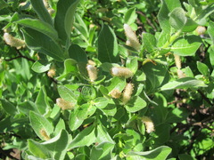 Salix commutata