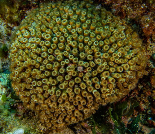 Representative image of Cladocora