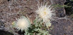 Cirsium cymosum