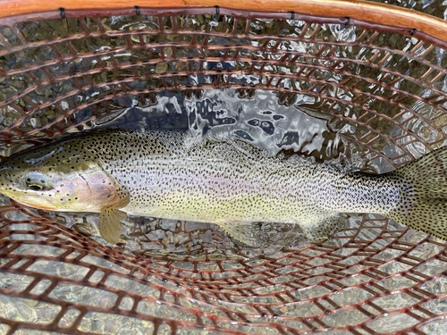 Westslope Cutbow