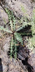 Cirsium cymosum
