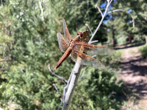 Flame Skimmer photographed in Montana