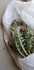 Cirsium cymosum