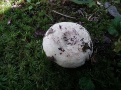 Lactifluus glaucescens