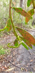 Acacia complanata