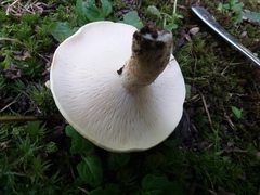 Lactifluus glaucescens