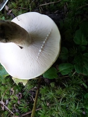 Lactifluus glaucescens