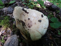 Lactifluus glaucescens