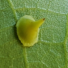 Caryomyia sanguinolenta