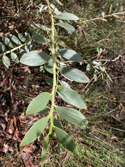 Acacia complanata