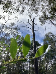 Acacia complanata