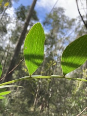 Acacia complanata