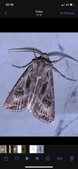 Agrotis vestigialis