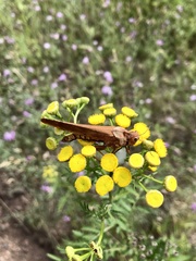 Entomophaga grylli