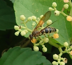 Megacampsomeris prismatica