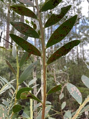 Acacia complanata