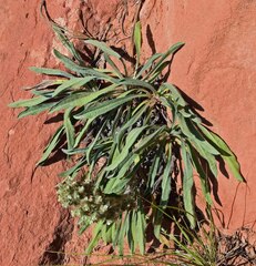 Oreocarya thyrsiflora