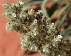 Oreocarya thyrsiflora