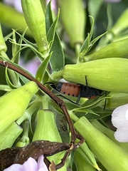 Lygaeus kalmii