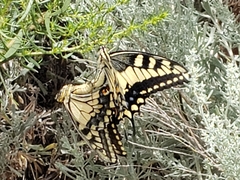 Papilio machaon oregonius