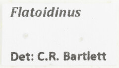 Flatoidinus
