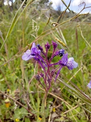 Linaria incarnata