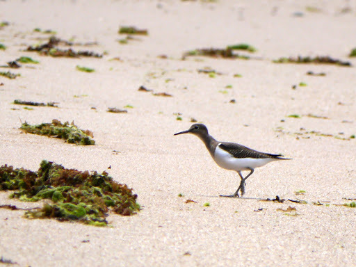 Common Sandpiper