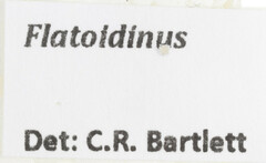 Flatoidinus