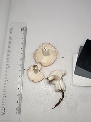 Russula subtilis