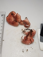 Russula subtilis