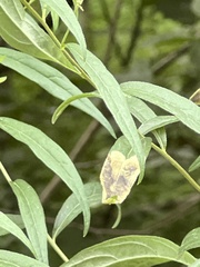 Microrhopala vittata