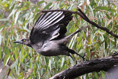 Strepera versicolor melanoptera