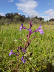 Linaria incarnata