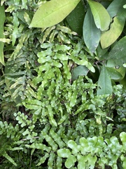 Lygodium microphyllum