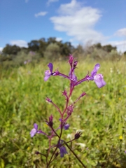 Linaria incarnata