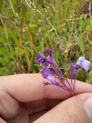 Linaria incarnata