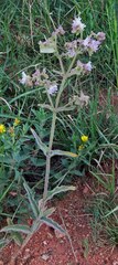 Mirabilis hirsuta