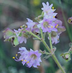 Mirabilis hirsuta