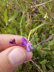 Linaria incarnata