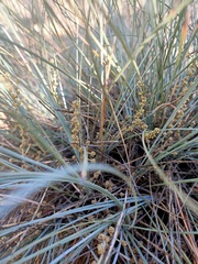 Lomandra collina