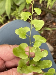 Lygodium microphyllum
