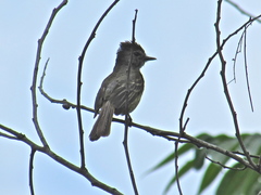 Ramphotrigon flammulatum